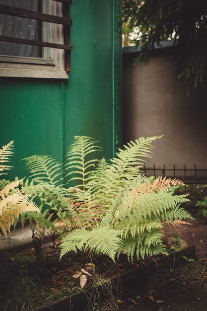 helecho en el jardín