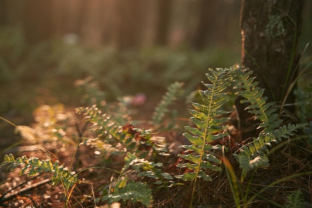 Helecho a la luz del sol Concepto de vagar por el bosque