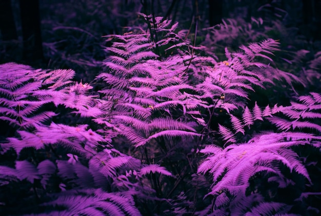 Foto helecho morado con hojas moradas en el bosque