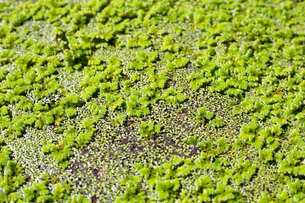 Helecho mosquito verde o helecho de agua