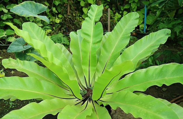 Helecho de nido de pájaro verde vivo con gotas de agua