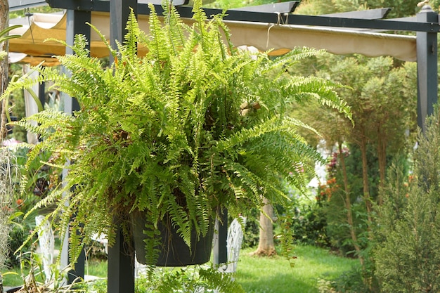 helecho ornamental en el jardín