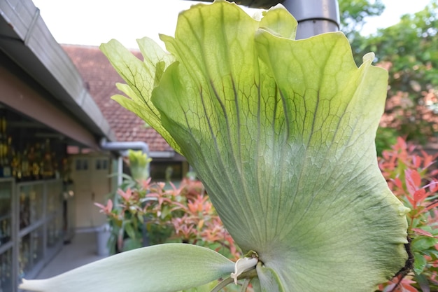 Foto el helecho de los pájaros, el helecho de staghorn en el jardín