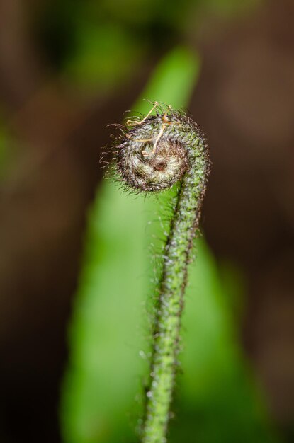 Helecho una pequeña punta de un brote de helecho visto a través de un enfoque selectivo de lente macro