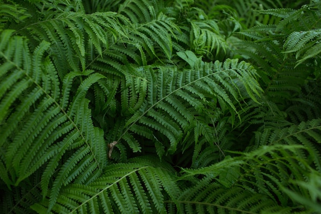 Helecho, planta verde, fondo de hojas, primer plano