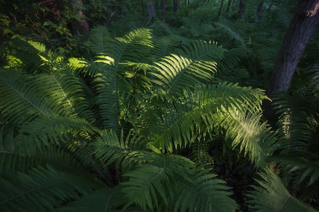 Helecho, planta verde, fondo de hojas, primer plano