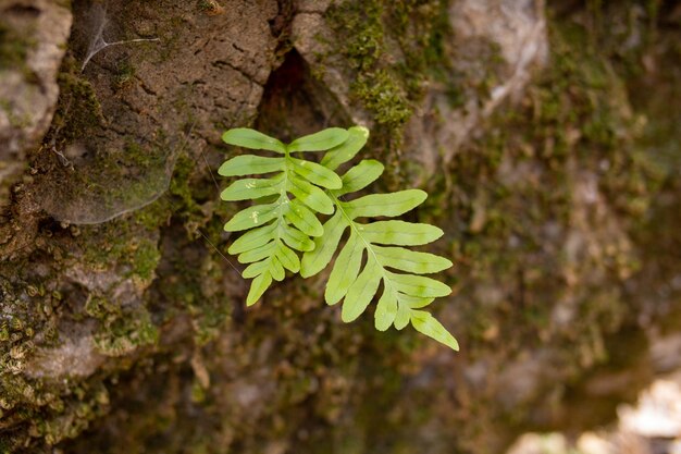 Un helecho que crece fuera del tronco de un árbol