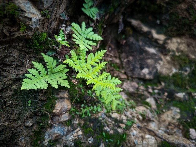 Foto un helecho que crece sobre una roca en el bosque