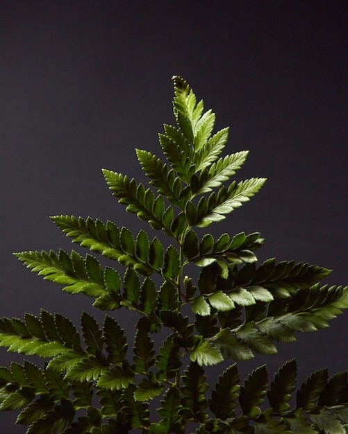 Helecho. Rama verde de una planta sobre un fondo negro con reflejos de luz y espacio para texto. Diseño de follaje natural. Endecha plana