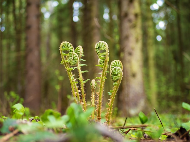 Helecho raquis Dryopteris filixmas Brotes de helecho Raquis helecho Helecho helecho