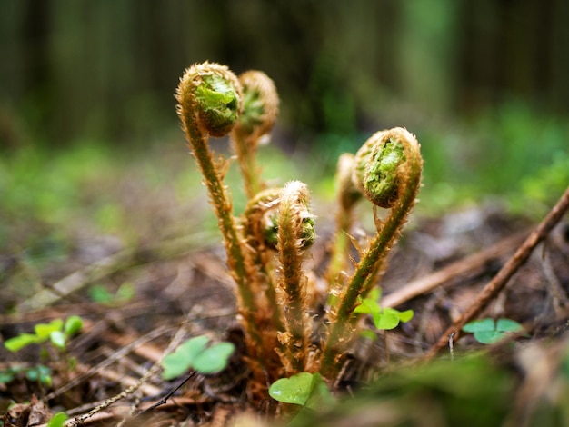 Helecho raquis Dryopteris filixmas Brotes de helecho Raquis helecho Helecho helecho