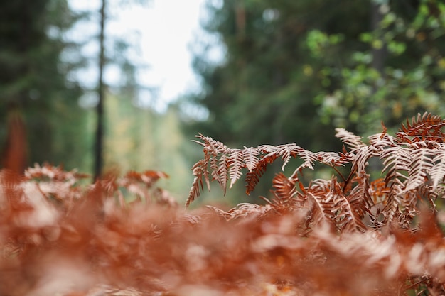 Helecho rojo del otoño en el bosque en el sol de la mañana, fondo del otoño.