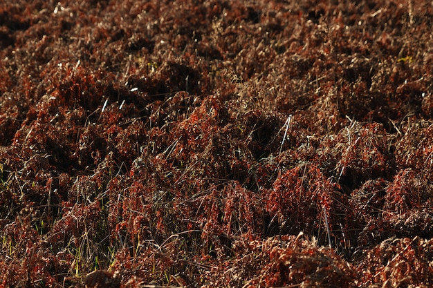 Helecho rojo de otoño en el bosque