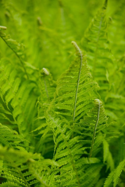 Helecho verde bosque tropical hojas de helecho textura enfoque suave fondo borroso