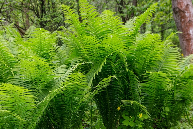 El helecho verde en un bosque