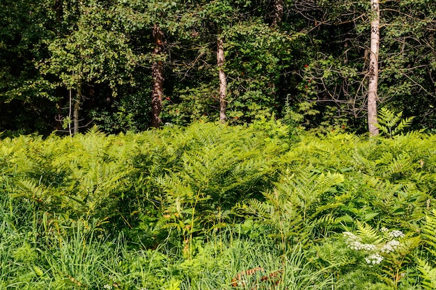 Helecho verde en un bosque