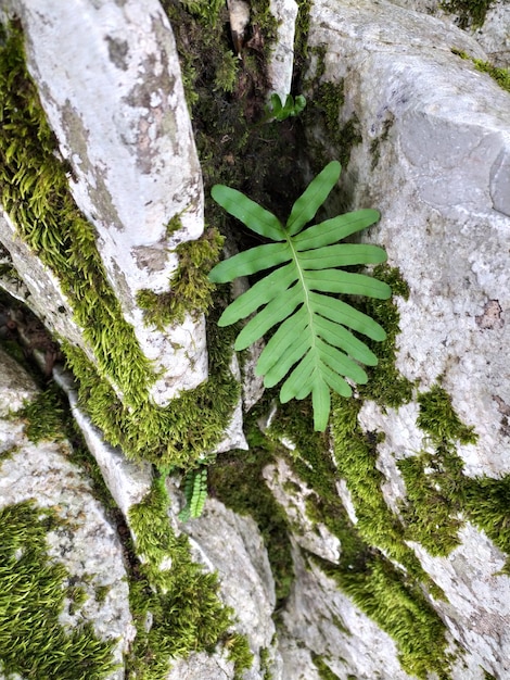 Foto un helecho verde creciendo en una roca en un bosque