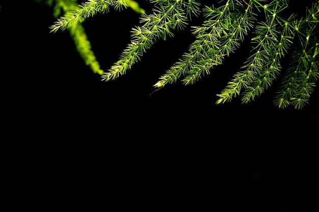 Helecho verde deja con fondo de oscuridad