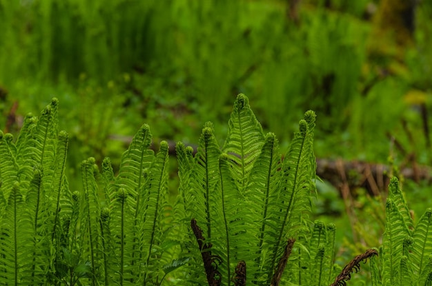 Helecho verde fresco en la naturaleza