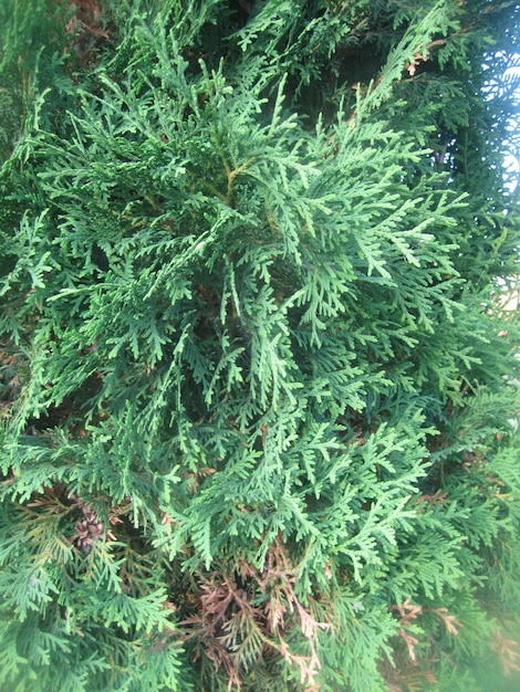 El helecho verde y la hierba en el bosque.