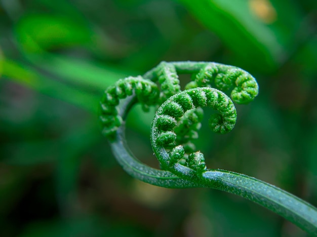 Un helecho verde con una hoja en forma de espiral