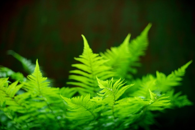 Helecho verde Hojas de helecho forestal sobre un fondo oscuro Helecho verde en enfoque suave Fondo borroso