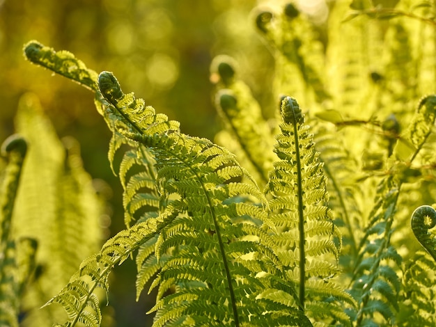 Helecho verde joven en el bosque