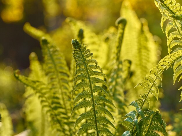 Helecho verde joven en bosque.