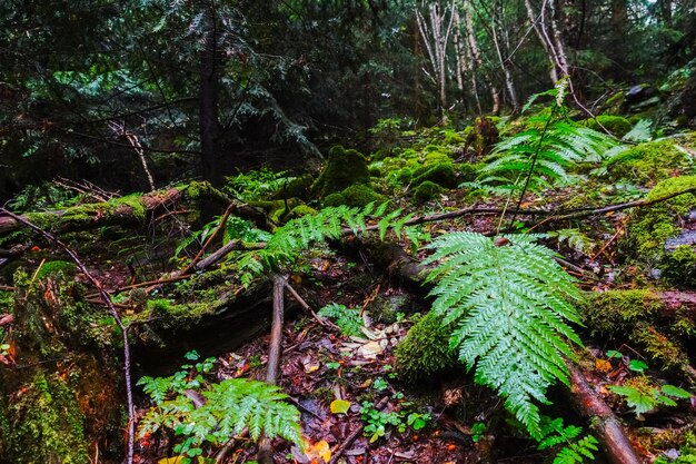 Helecho verde entre rocas y ramas en un bosque