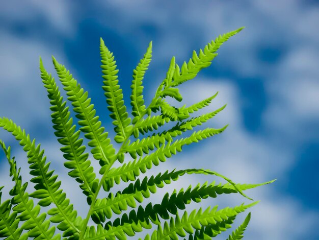 Helecho verde sobre un fondo de cielo azul