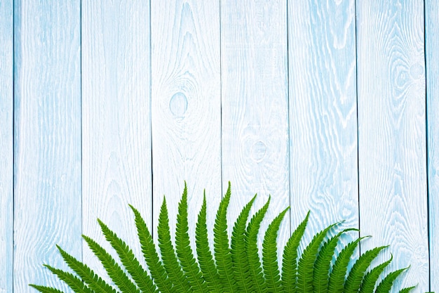 Helecho verde sobre fondo de tablones de madera azul