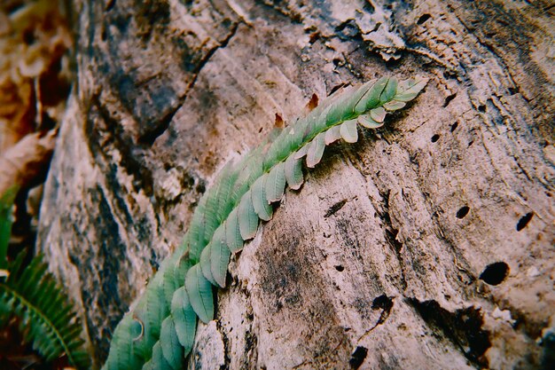 Foto el helecho verde en el tronco de un árbol