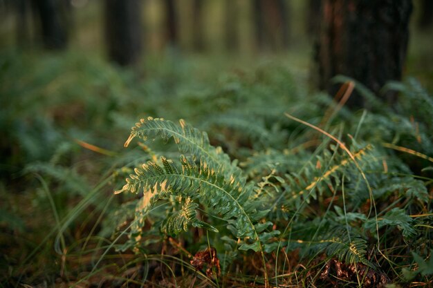 Helechos alrededor de un tronco de árbol Hermoso fondo natural de helechos verdes vivos