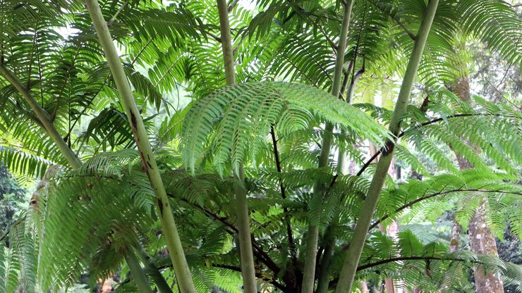 helechos de árbol Cyatheales en el jardín