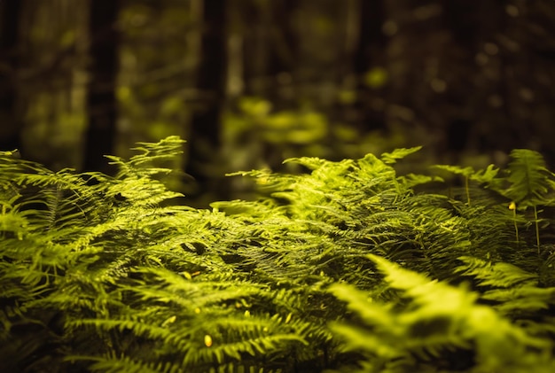 helechos en un bosque de pinos