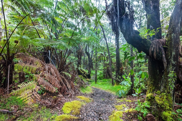 Helechos gigantes en la selva, la isla de Hawaii