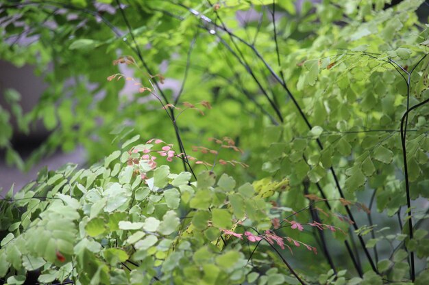 Los helechos Maidenhair o Suplir son buenos para las plantas ornamentales en la terraza de la casa