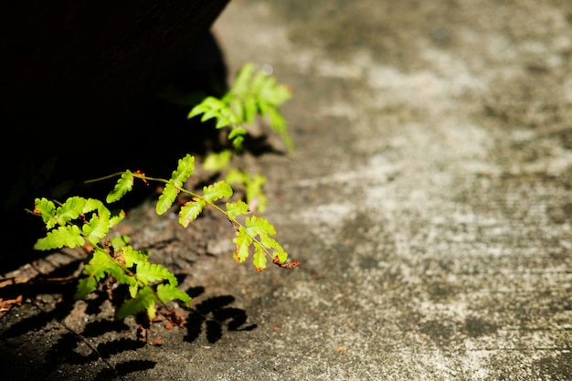 Los helechos plantan gowing en flooe concreto con luz del sol en el jardín
