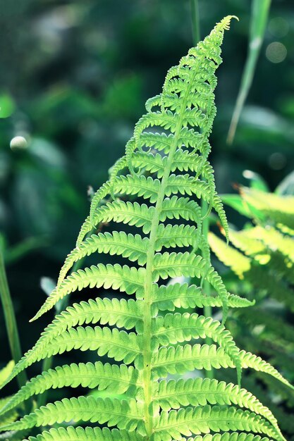 Helechos que crecen en el bosque. Hermosa hoja de helecho de primer plano con follaje verde en el fondo. Una hoja de helecho en un día soleado.