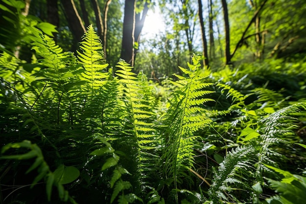 Helechos que crecen en bosques densos