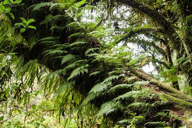 Helechos que crecen en el tronco de un árbol.