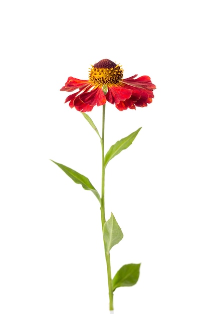 Helenium rote Blume isoliert auf weißem Hintergrund