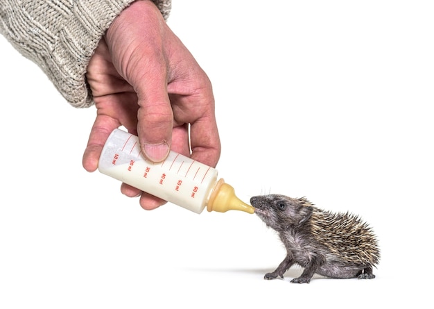 Helfen Sie der menschlichen Hand, einem jungen europäischen Igel, isoliert, mit einer Babyflasche Nahrung zu geben
