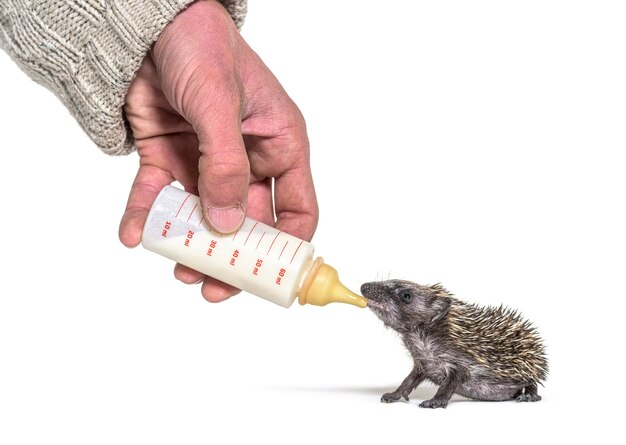 Helfen Sie der menschlichen Hand, einem jungen europäischen Igel, isoliert, mit einer Babyflasche Nahrung zu geben