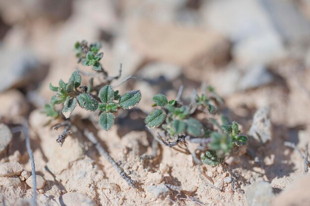 Heliaasthemun cinereum subsp guadiccianum - É uma pequena planta perene.