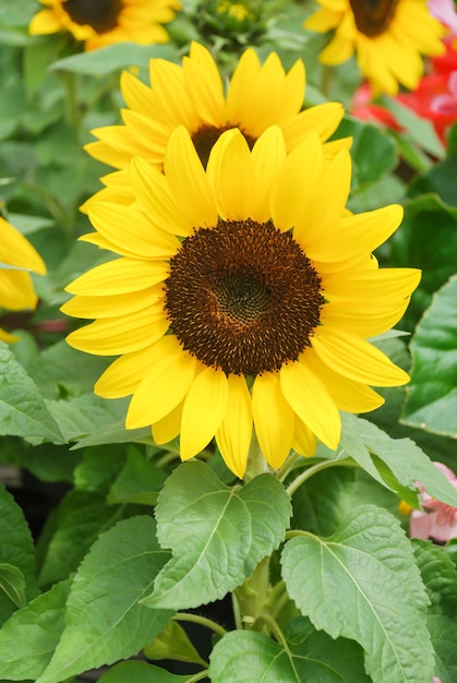 Helianthus annuus girasoles pequeños y en maceta helianthus enano tamaño de flor pequeña