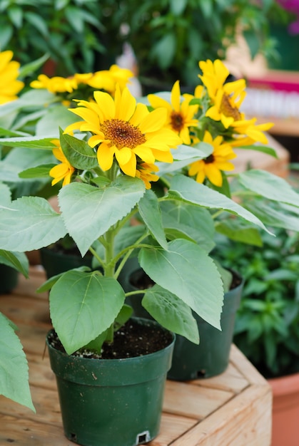 Helianthus annuus, girasoles pequeños y en macetas. helianthus enano