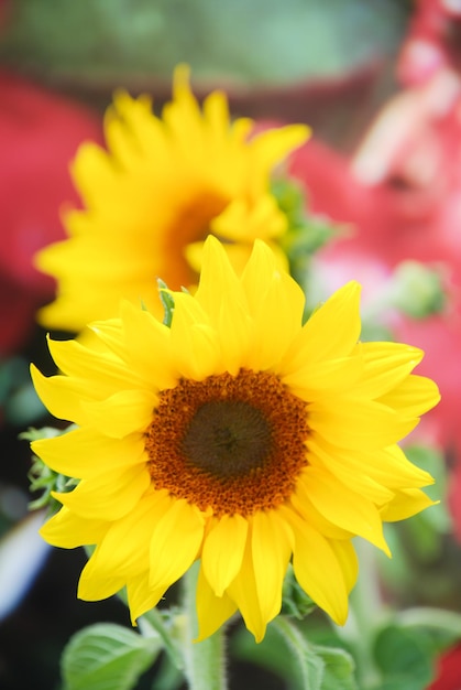 Helianthus annuus girassóis pequenos e em vasos anão helianthus tamanho pequeno da flor plena floração