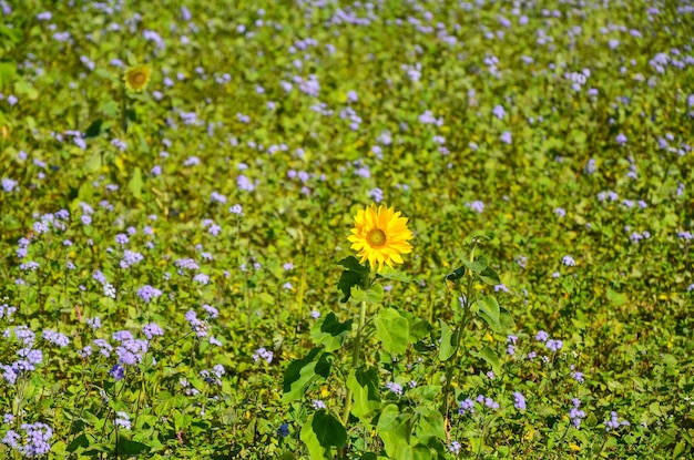 Helianthus Annuus im Blumenfeld