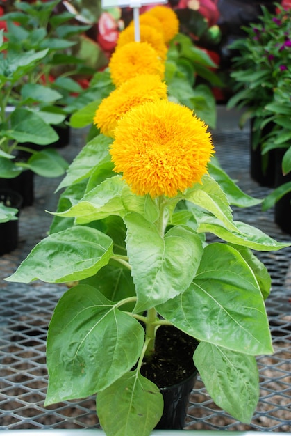 Helianthus annuus kleine und eingetopfte Sonnenblumen Zwerghelianthus kleine Blütengröße voller Blüte